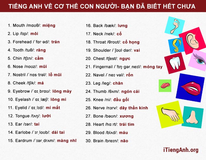 từ vựng về các bộ phận trên cơ thể